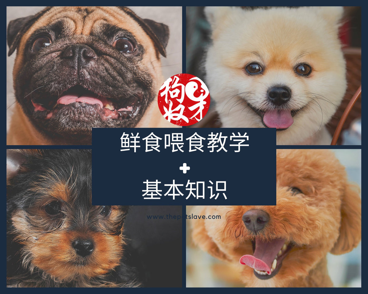 Feeding Guide 《新手奴才喂食前看这里》